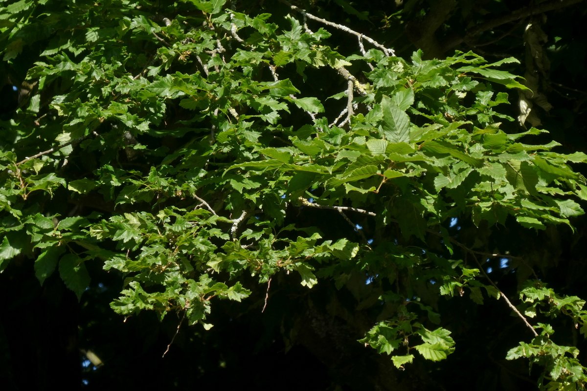 WvdWulp's tweet photo. Ontdek je opeens dat de hele haagbeukenlaan blijkt te bestaan uit eikbladige haagbeuken (waarvan overigens de meeste blaadjes al weer de normale vorm hebben) - Carpinus betulus 'Quercifolia' #terugloop - Tussen de bergen, Roermond https://t.co/6wzpapL9zS