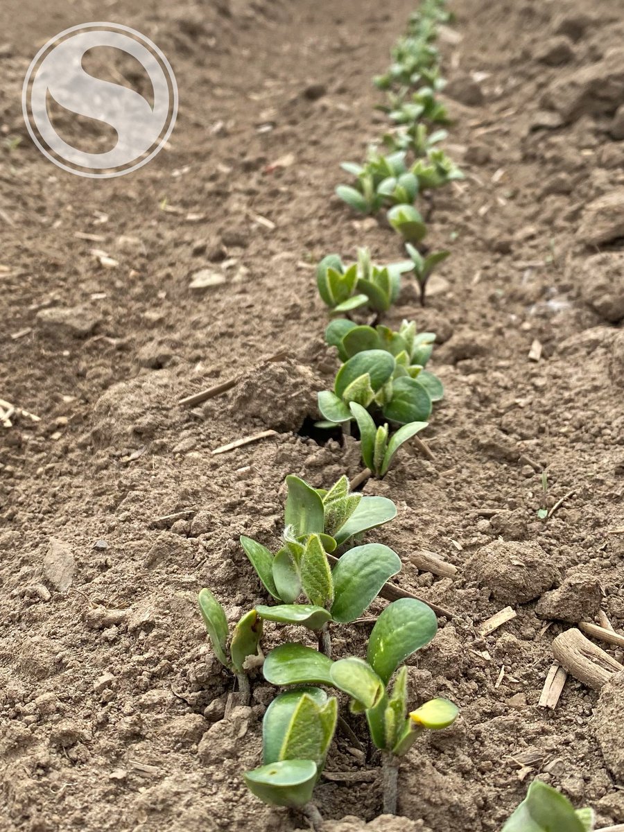 Sevita_Int's tweet image. Sevita Genetics planted a demonstration plot in Winchester, ON, and a week later they’ve emerged and are ready to grow! Stay tuned to find out when and how you can visit the plot to see how our varieties perform in Eastern Ontario!
#SoybeanPlot #plant2020 #OntAg