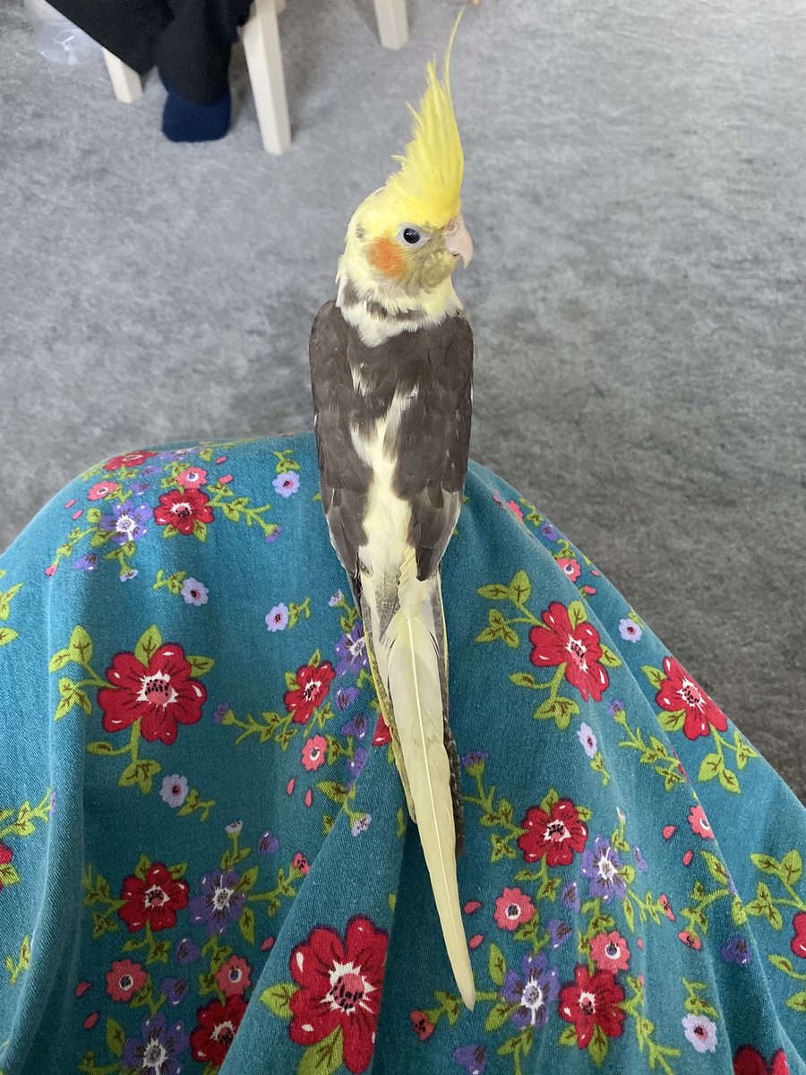 We have a strange feathered cousin. Her name is Kiwi and she arrived today. 🥝❤️