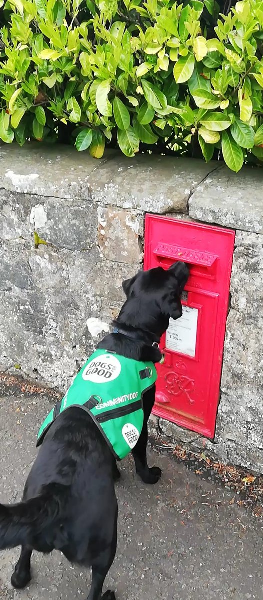 dementiadog's tweet image. It’s important to stay in touch &amp;amp; many people have moved online. Sometimes a good old fashioned postcard is the best way to stay in contact and a photo of a familiar friend is always welcome. Georgie &amp;amp; Billy know this &amp;amp; are posting cards #DementiaAwareness @alzscot @DogsForGoodUK