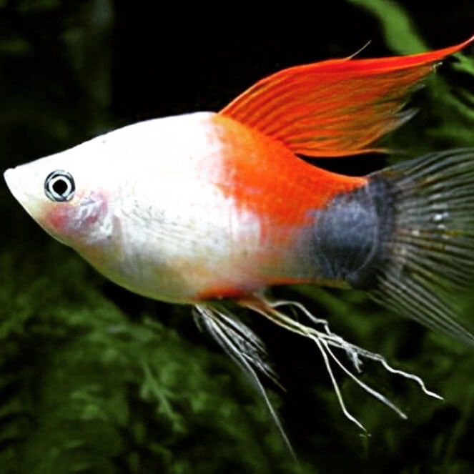PetFishPlace's tweet photo. Tuesday's eye-candy: A male Ribbon Platy aka Longfin Platy.  

The 'ribbon' effect on the gonopodium makes it unable to function. #platy #fish #fishkeeping #tropicalfish #fishtank #aquarium #aquaria https://t.co/aWI7DP6b8X