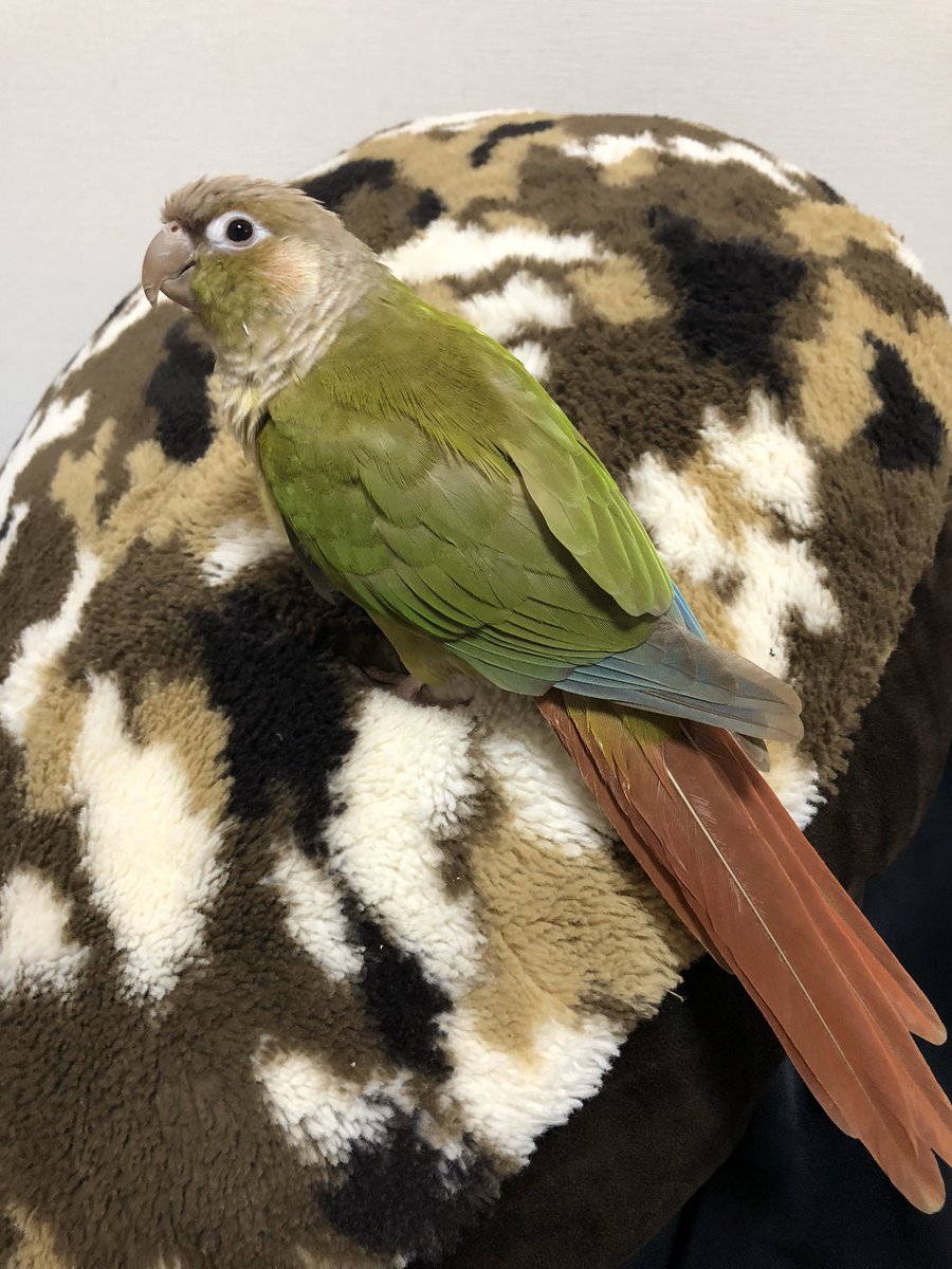 インコ 名前 ぱぴぷぺぽ