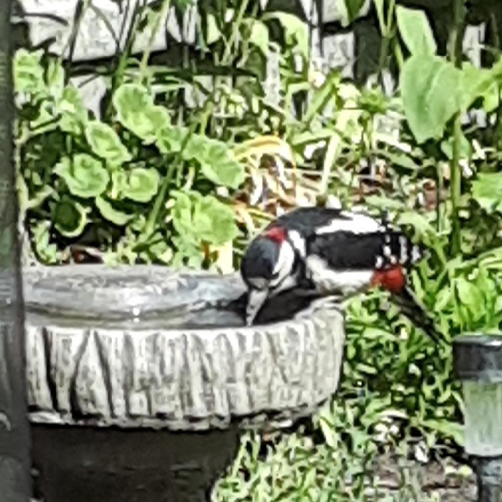 Finally managed to get a picture of our Great Spotted Woodpecker who is a frequent visitor 
<a href="/Natures_Voice/">RSPB</a> #birdwatching #wildlife