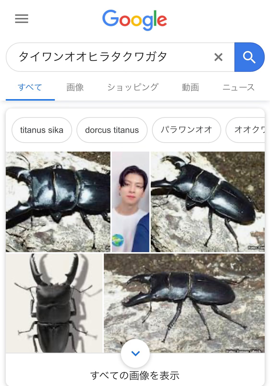 タイワン オオ ヒラタクワガタ