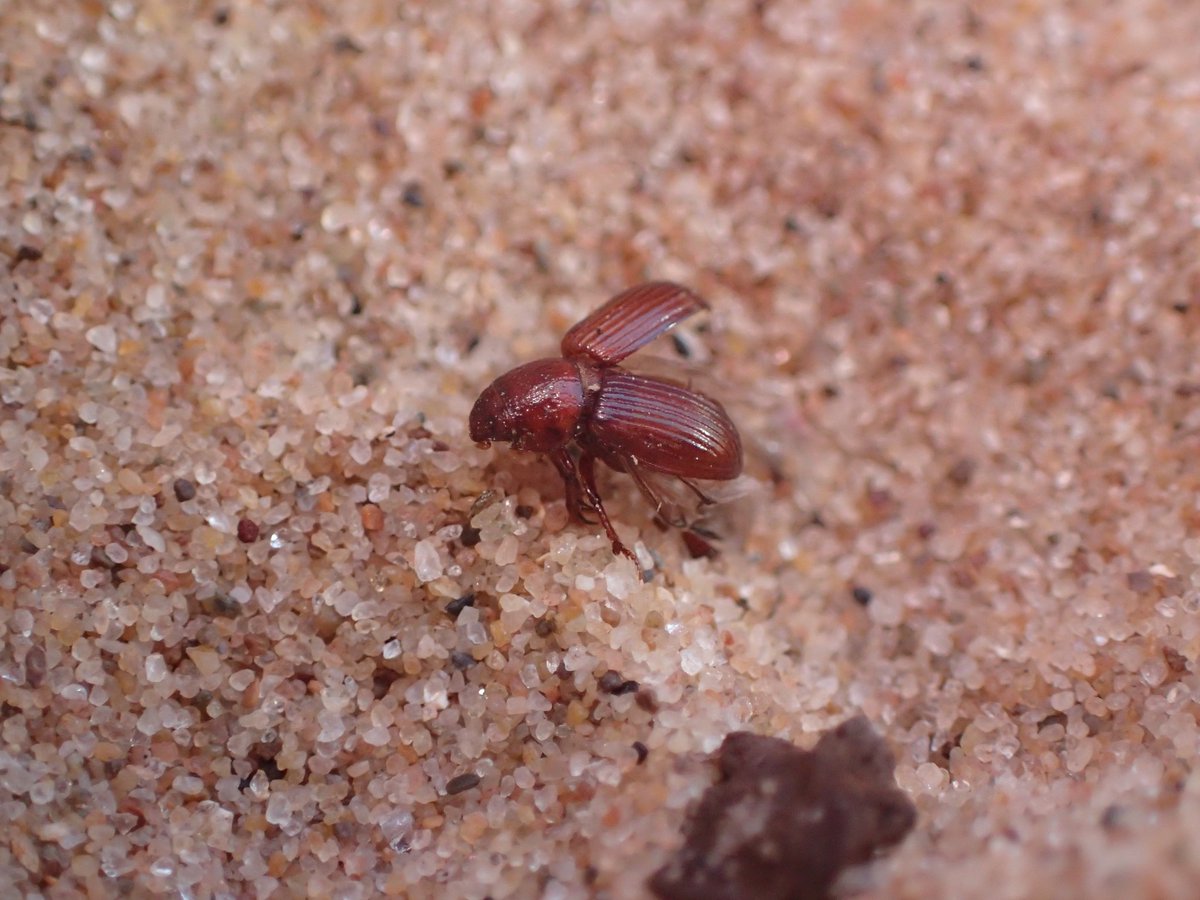 Tanyptera Project tweet media