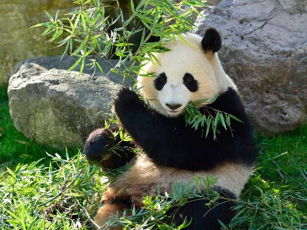 ナタリアの椅子 בטוויטר ガラルサンダーファイアーフリーザーはつまりパンダとレッサーパンダみたいな関係なのかな