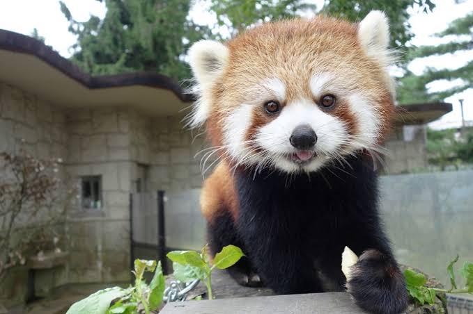 ナタリアの椅子 בטוויטר ガラルサンダーファイアーフリーザーはつまりパンダとレッサーパンダみたいな関係なのかな