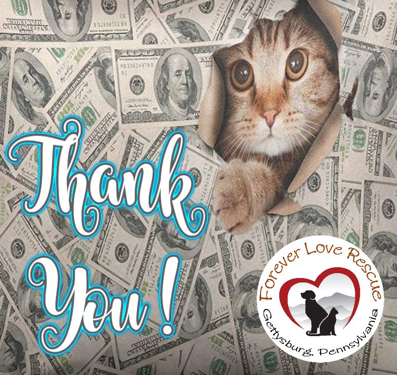 StephanieBaum1's tweet photo. A huge Thank You to the Petfinder Foundation! Today we received a $1000 grant from them! The 2020 Covid-19 Operation Grant will provide distemper vaccines, FIV/FeLV tests, microchips and flea treatment/dewormer to our incoming cats and kittens.  THANK YOU @PetfinderFoundation https://t.co/RsktC3RpYw