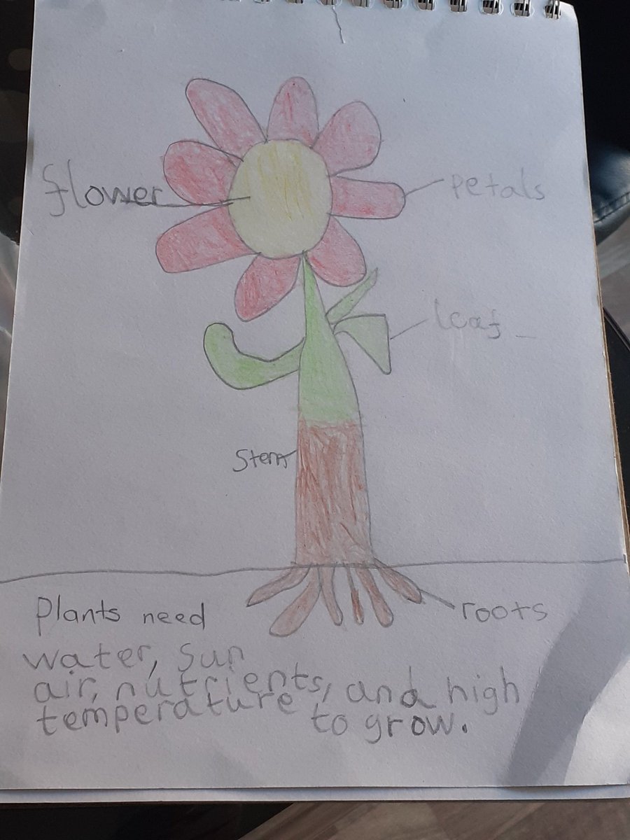seramilas851's tweet image. @PagetPrimary #teampaget #Thelearningproject Baba was doing a research about how plants grow and that&apos;s a picture for you