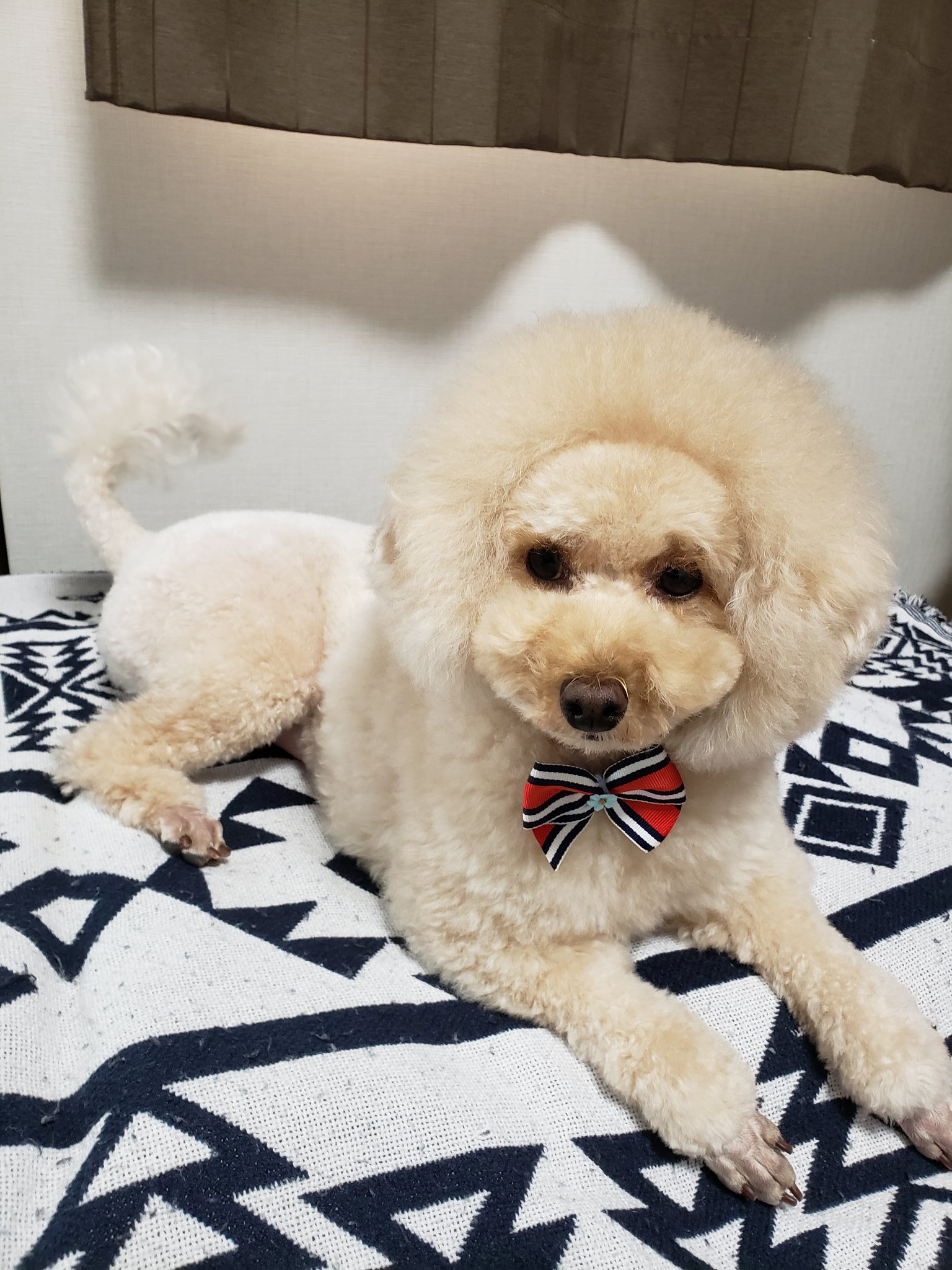 キノノコ 我が子 メス をライオンにしたら 立派な莫山先生になりました トイプードル ライオンカット ライオン トリミング 莫山先生 T Co N52p5dgr0u Twitter