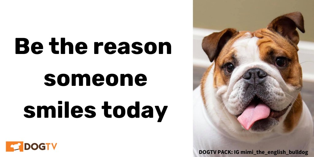 dogtv's tweet image. 🧡🤩💛
#dogsmakelivesbetter #dogstrong #humananimalbond #dogsoftwitter