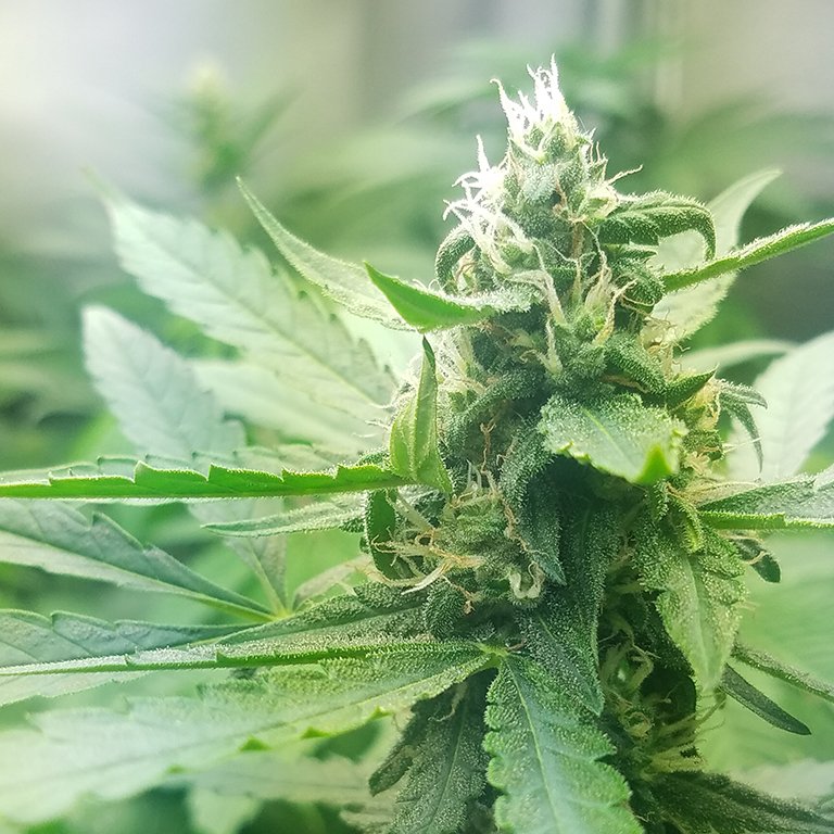 BigfootSeeds's tweet photo. CBG Autoflower, almost ready for harvest. #CBG #autoflower #cannabis #oregon #seeds https://t.co/FjBRBjwrIv https://t.co/bCwKswqCB8