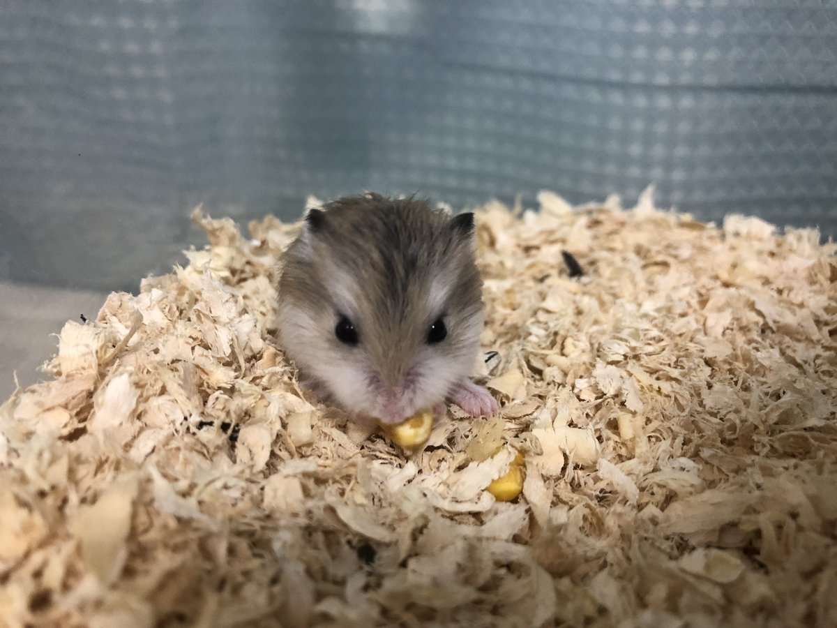 Ham S Park オーナー K ロボロフスキーの子供達 可愛すぎる º º 走り回ってて逃げる感じを見たら やはりロボロフスキーだな と しみじみ思う 笑 ハムスター ロボロフスキー キンクマ ジャンガリアン ダルメシアン パールホワイト ハムスター