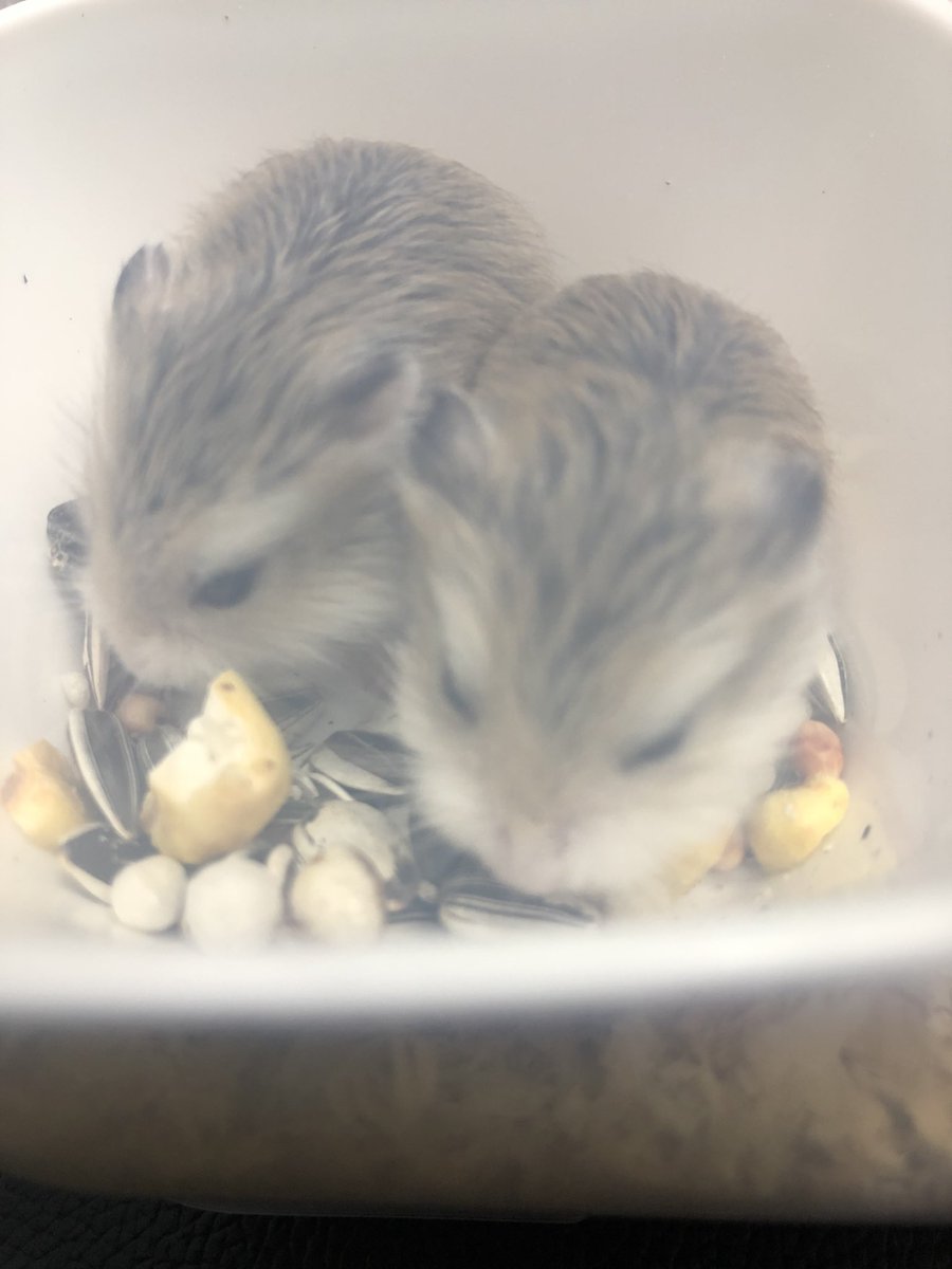 Ham S Park オーナー K ロボロフスキーの子供達 可愛すぎる º º 走り回ってて逃げる感じを見たら やはりロボロフスキーだな と しみじみ思う 笑 ハムスター ロボロフスキー キンクマ ジャンガリアン ダルメシアン パールホワイト ハムスター