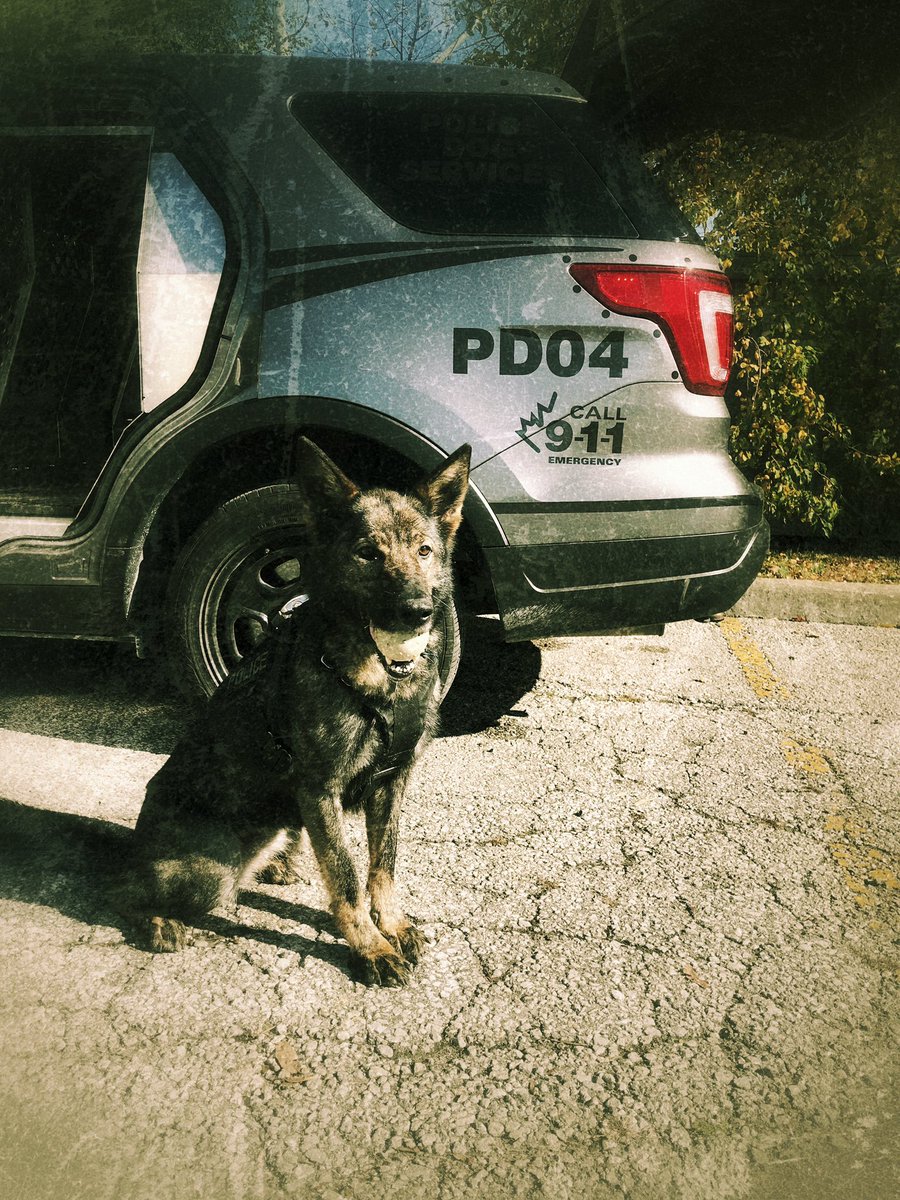 Public Safety TPS (@tpssafety) on Twitter photo This is PSD Nyx. She is a general purpose police dog who works w her partner PC Andrew Watts. #policedog #k9 #gsd <a href="/TPSK9/">Toronto Police K9</a> This is PSD Nyx. She is a general purpose police dog who works w her partner PC Andrew Watts. #policedog #k9 #gsd <a href="/TPSK9/">Toronto Police K9</a>