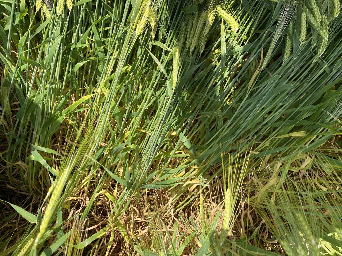 Val’epi, service agronomie tweet media