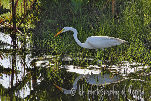 Stalking The Florida Wetlands ... fineartamerica.com/featured/stalk… #greategret #egret #heron #whiteheron #ardeaalba #birds #wallart #homedecor #HHPhotographyofFlorida