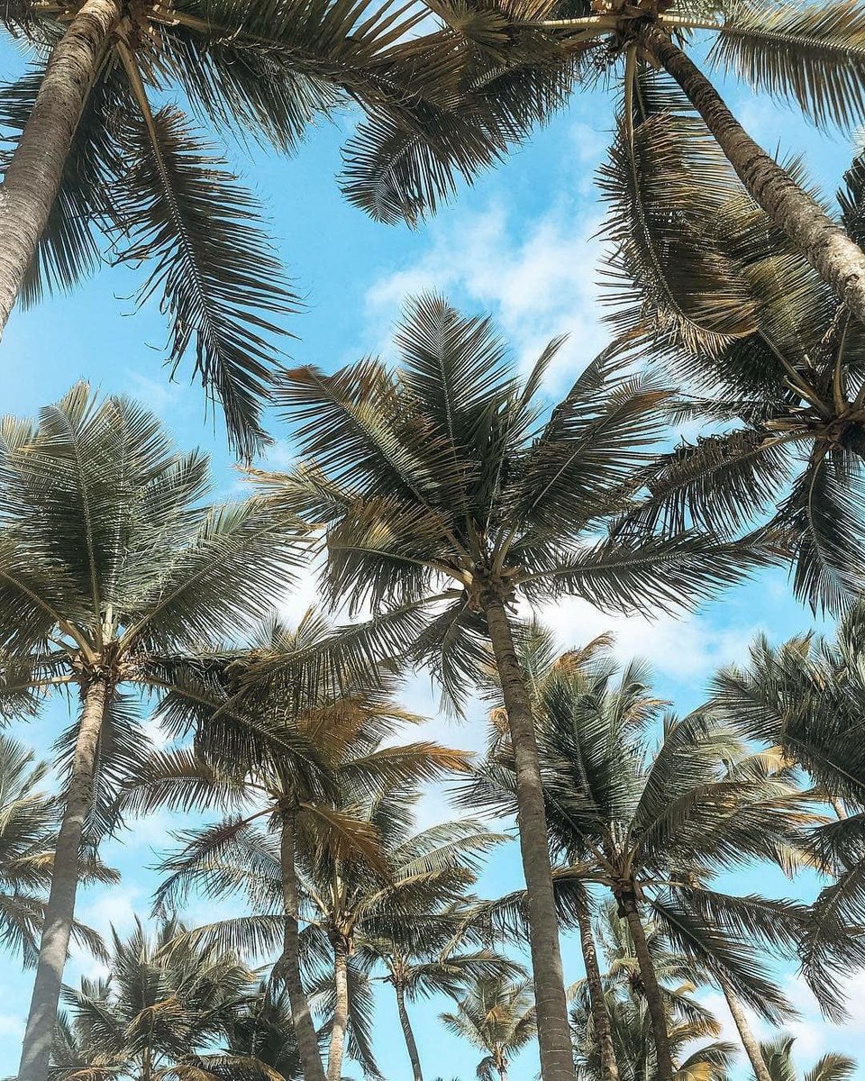 Dominicanagram's tweet photo. ¿Cómo no trasladarse con la imaginación a República Dominicana con esta imagen? 🤩 ⠀
⠀ 
📷: @lizmarchbanks ⠀
⠀ 
#republicadominicana #palmeras #playa #beach #palmtrees #dominicanrepublic #sol #palms #sun #nature  #summer #mar  #sky #vacaciones #sea #naturaleza  #cielo https://t.co/JeZWyAKeHV