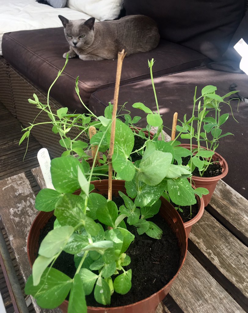 Peas and sweetpeas (and cat) looking good! Can't wait for these babies to flower... 