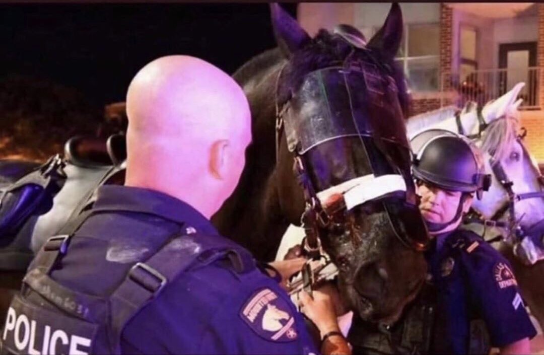 TomiLahren's tweet photo. Police horse hit with brick in Dallas. I suppose he deserved it too, huh? Justice, right? Sick. https://t.co/LdraUfHZcn