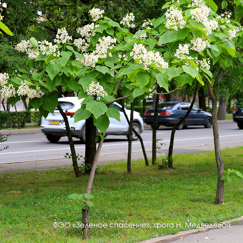 Семена Катальпы бигнониевидной "Слоновая кость" (лат. Catalpa bignonioides "Слон