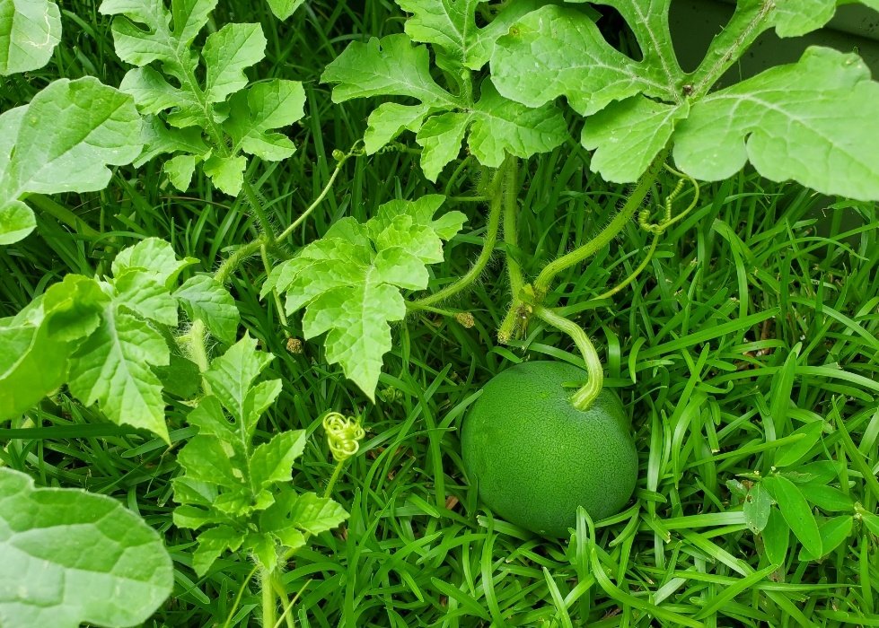 Watermelons gettin big! Bubbles loves to eat them so yeah gotta keep an eye on her 