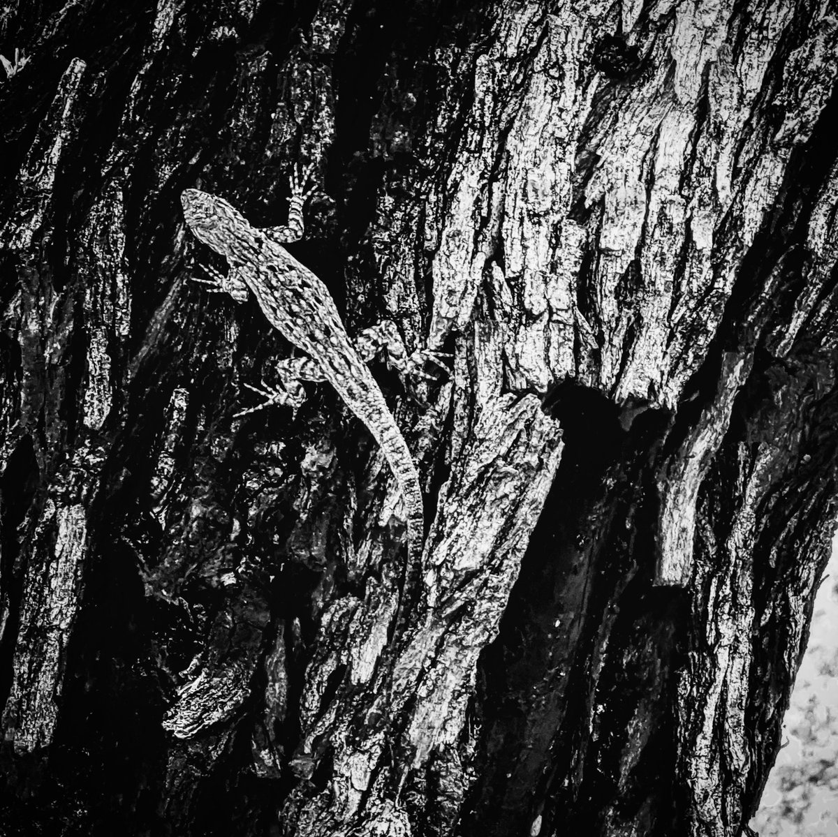 It's interesting to me that this lizard was so perfectly camoflaused onto the light colored bark, but then is exposed when he moves over to the darker side.The question is what colors are needed to blend in to our environments peacefully. The answer is ALL COLORS! #d66strong