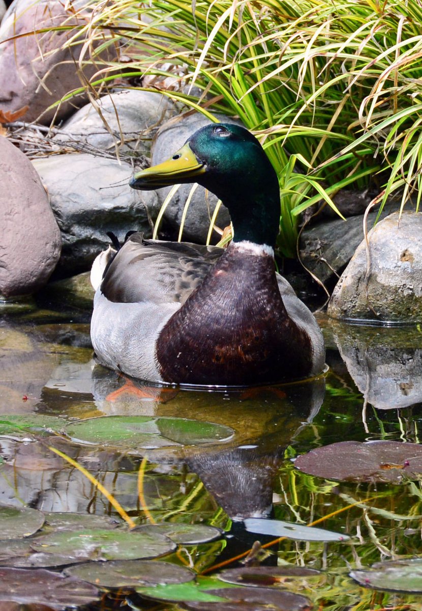 Couldn't go on a photo spree without posting Ridiculously Photogenic Duck. This photo still brings me joy 5 yrs later. Mallard chilling on campus with no cares in the world
#BlackBirdersWeek #BlackBirders