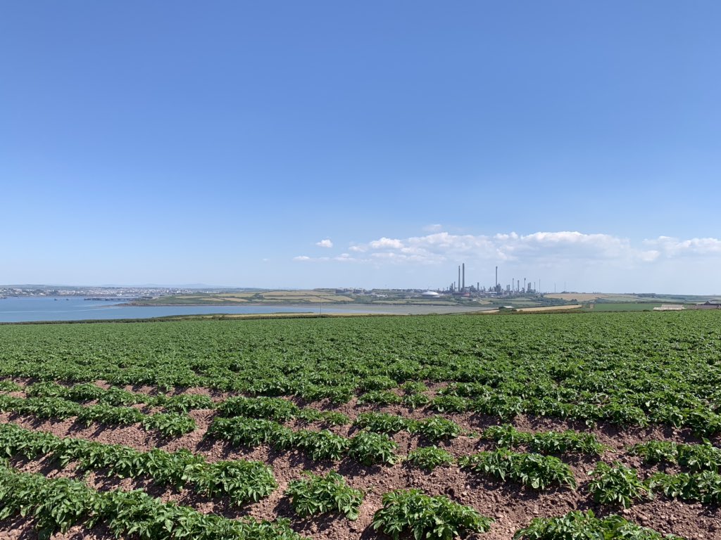 Some @blasytir potatoes, grown by Walter Simon, on the Angle Estate, taking in the view of @ValeroEnergy today! 😎
#contrastinglandscapes #estatemamagement #potatoes #ukfarming