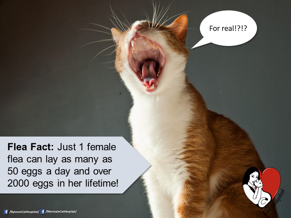 TheCatHospitals's tweet photo. When the weather gets warmer, the #fleas start preparing to spend vacation season on your #cat! We bet you're itching to learn more about fleas, aren't you? That's why we're sharing #FleaFacts! Are your #cats on flea prevention? We can help! https://t.co/cItK4zMXRY