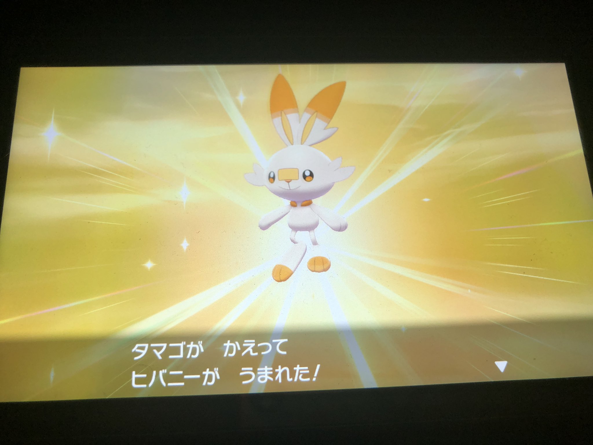 あるけ 夢特性ヒバニー早速色違いでました ポケモン剣盾 エースバーン リベロ T Co G8zwucrswr Twitter