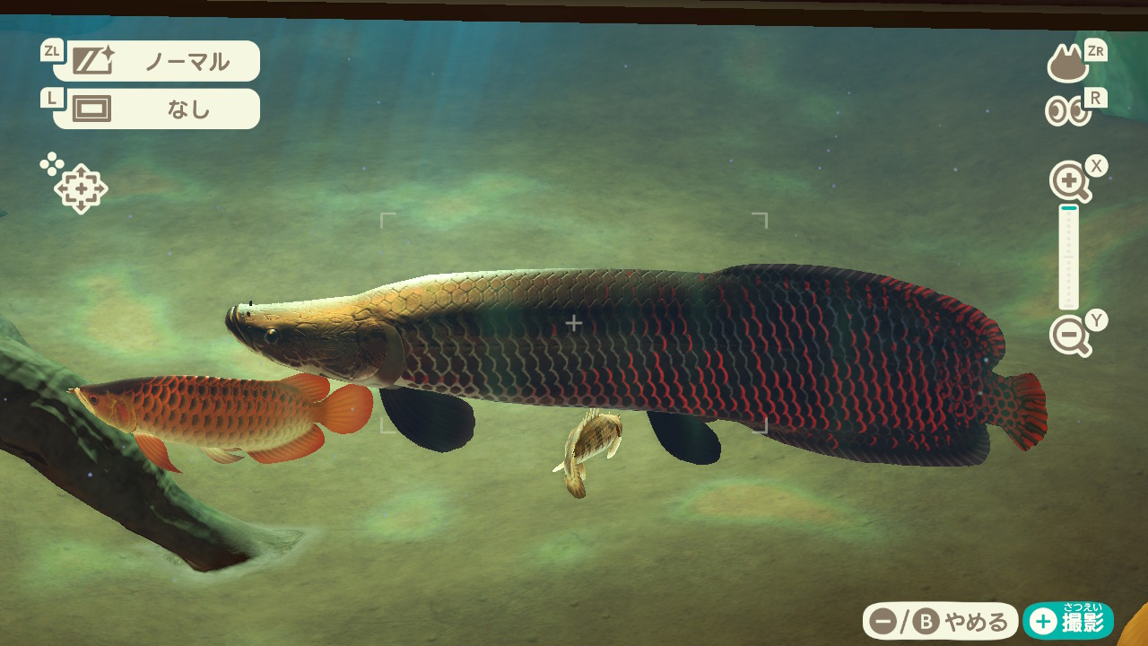 Chappy どうぶつの森 ピラルクとアロワナも釣れた 古代魚すき T Co V8stpdipjy Twitter