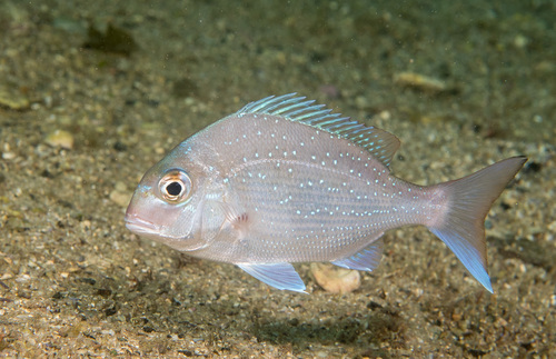 I would like to acknowledge the Kuringgai people and pay my respects to the First Peoples and Traditional Custodians of the land and waterways on which I stand. #InThisTogether2020 #NRW2020
Here is a Wal-lu-mai, Chrysophrys auratus. Image Manly, NSW (c) Erik Schlogl