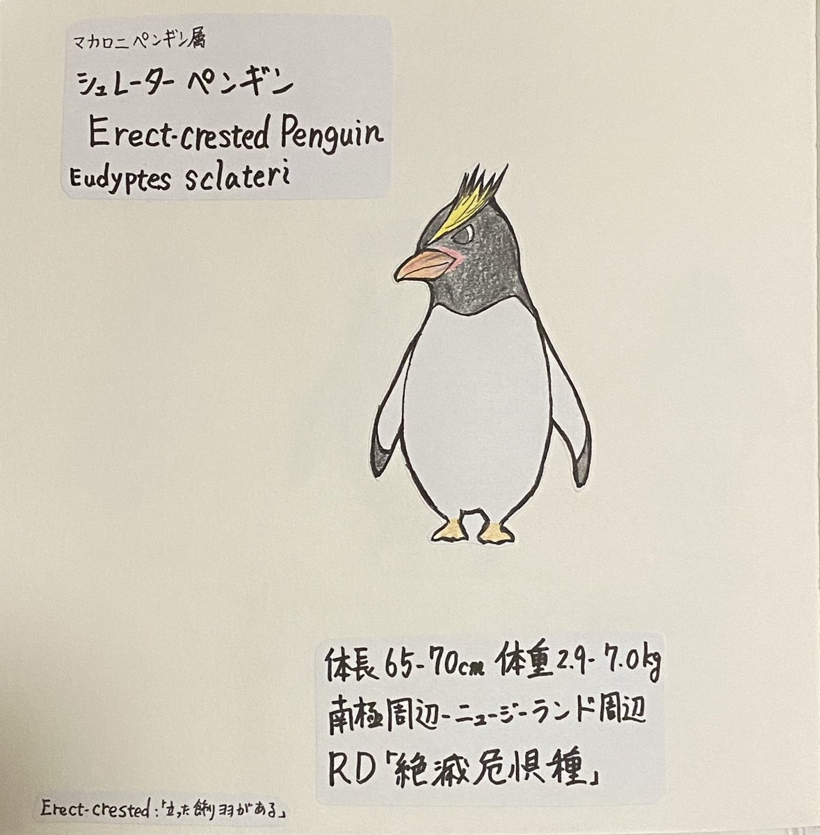 春凪勇魚 シュレーターペンギン 写真でしか拝見したことがない 別名眉立ちペンギン まんまだね W ヒガシイワトビ ペンギンと生息地が近いから 同じエリアで繁殖することもあるらしい