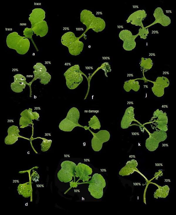 Keep an eye out once you see these little guys!