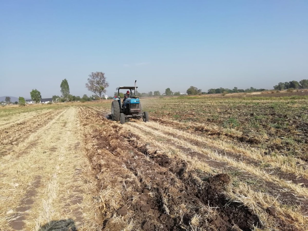 SAQac2012's tweet photo. Reformación de las camas de siembra en la Plataforma de Riego #MasAgro en SJR. Coadyuvando con @ACCIMMYT para el fortalecimiento de capacidades en el Campo Queretano.

#FelizMartes #AgriculturaMexicana #LaAgriculturaSigue #AgriculturaDeConservación #TiempoDeActuar https://t.co/Rxe6ZOD9xU