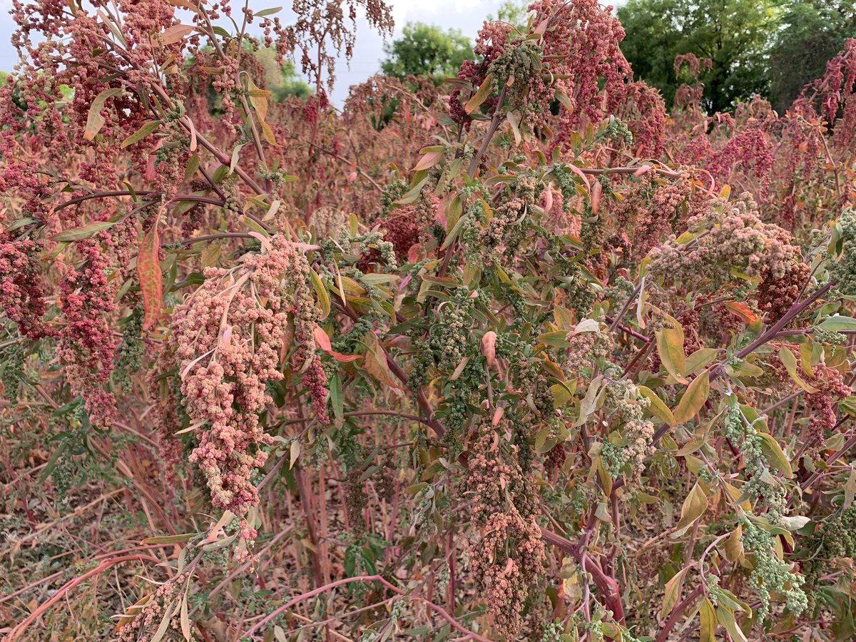 Grow Nutricrops dedicated Research and Analysis team has successfully design and developed new breed of Quinoa which is Saponine free. No need to extract saponine.