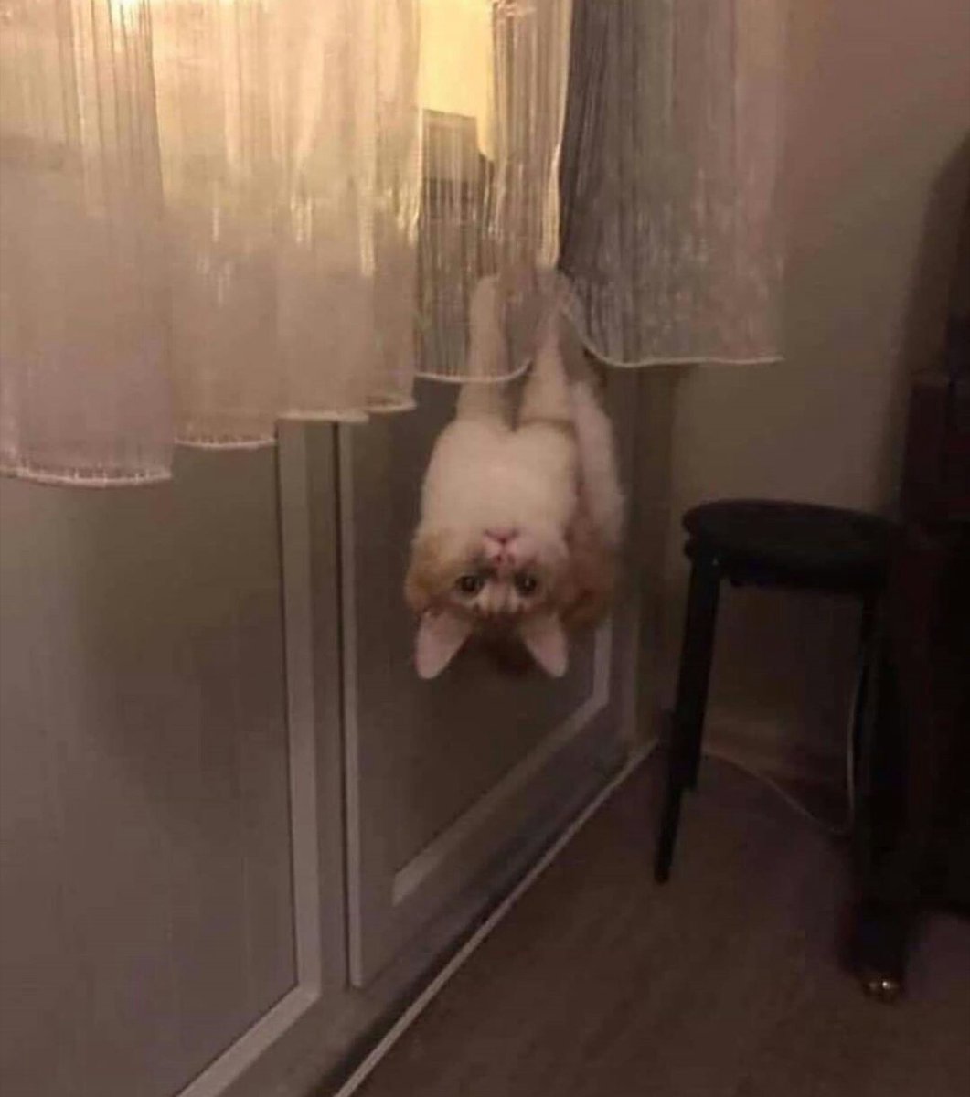 Mbeylergil's tweet photo. #covid19'un insanlara yarasadan bulaştığı söyleniyor. Peki bu virüsü yarasalara kim bulaştırdı dersiniz(?) #catLobby https://t.co/7jzjXgEDzp
