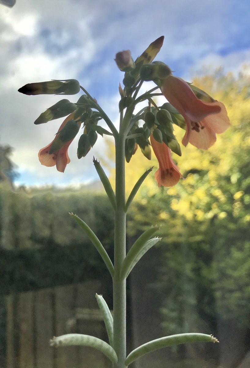 miguelhuerta32's tweet photo. ¿Alguien conoce esta flor/planta? ⁦@Regia_Pam⁩ https://t.co/mm0Ewb62YM