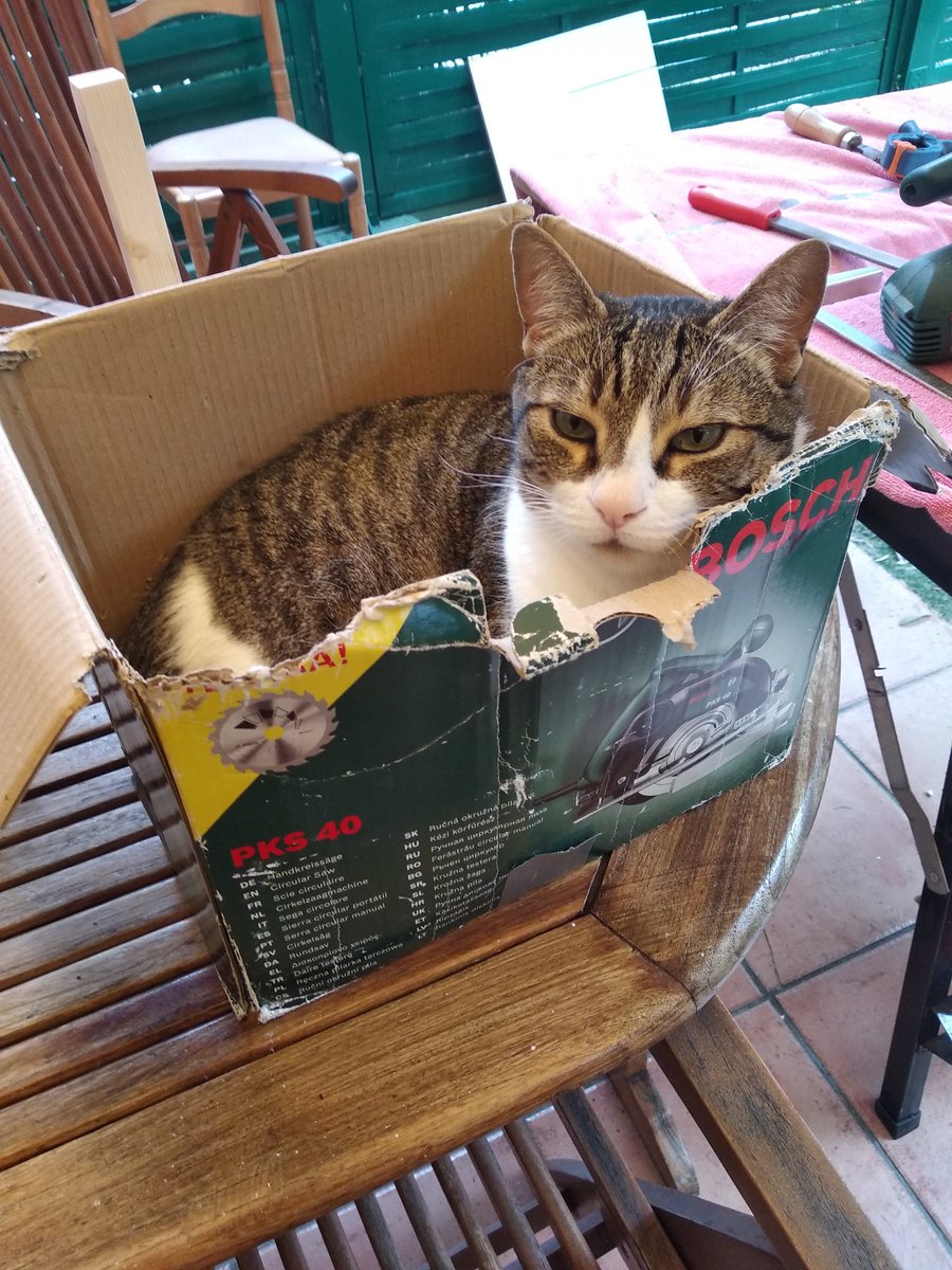 cmartyny's tweet photo. Cat in the box https://t.co/NyWraPj3UB
