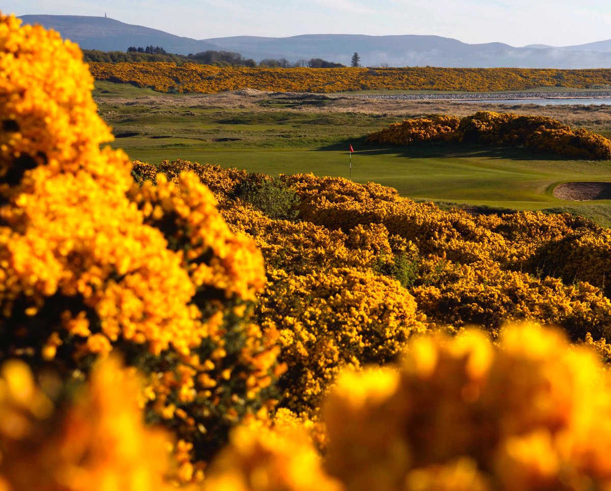 Royal Dornoch tweet media