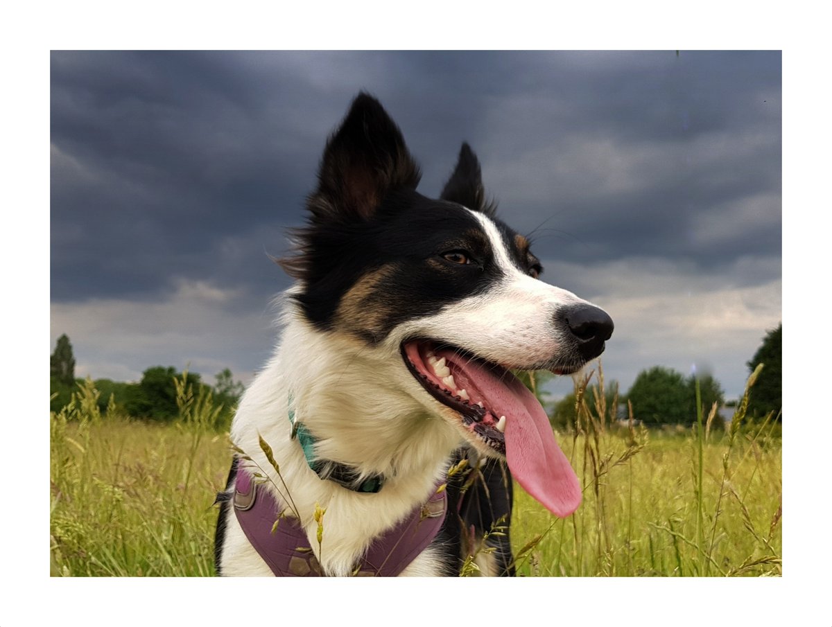 The Sky looks like it's bringing trouble.. and Sky @skytutcolliedog just is always in trouble 🤣🐶🐶🐶#bordercollies #dogsoftwitter #dogsduringlockdown #rescuedog @BCTGB