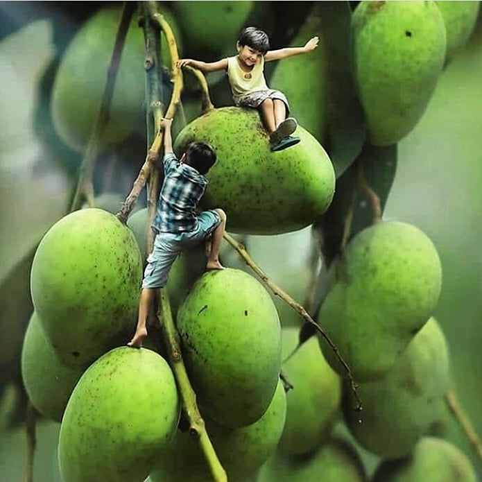 CassiaConcept's tweet photo. Who is on the mango tree?

🥭🥭🥭🥭🥭🥭🥭🥭🥭
📸: @yesindia
.
.
.
#cassiaconcept #delightbymo #fruits https://t.co/1Lm8c72Os2