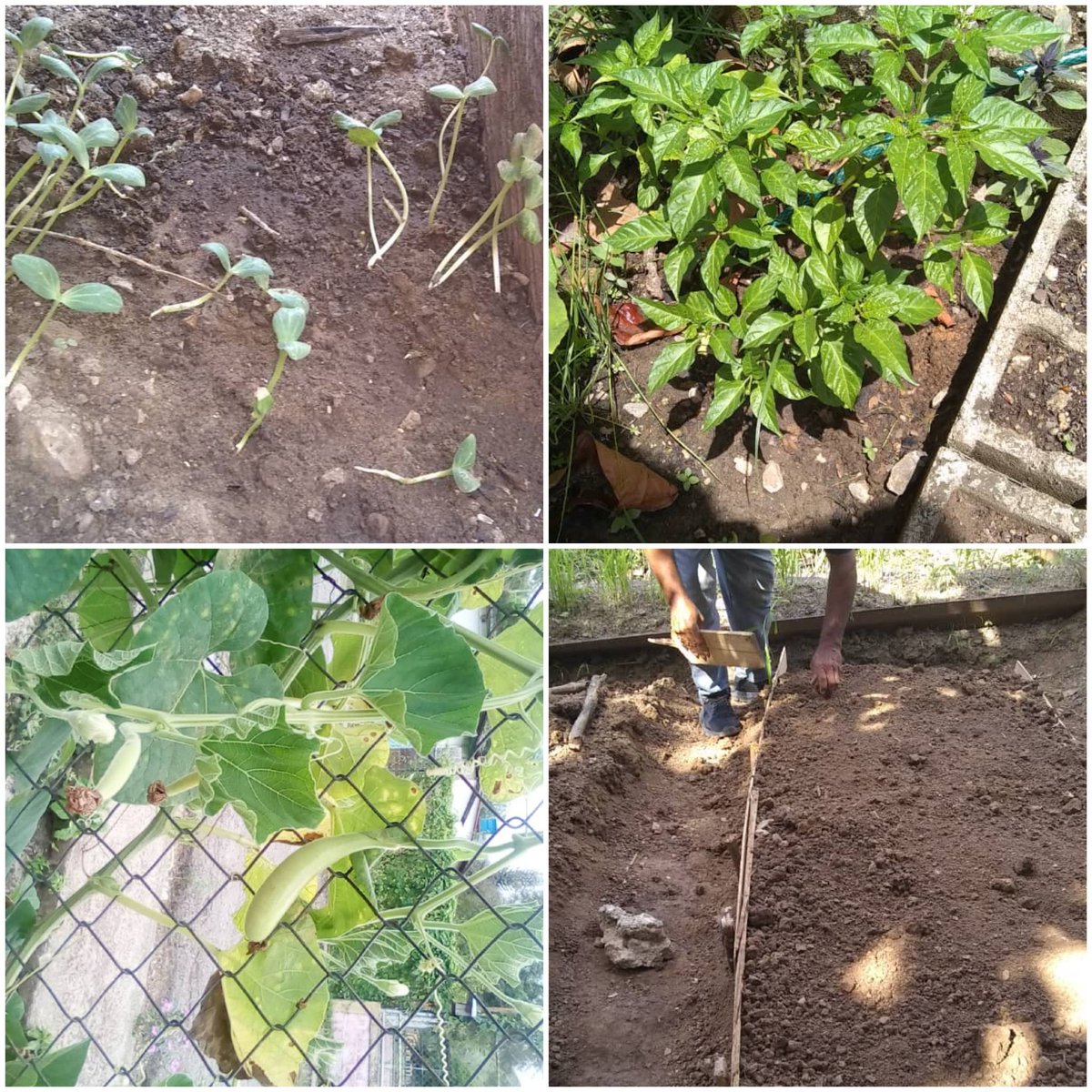 AudinInces's tweet photo. En INCES Sucre, no paramos, CFS Tunapuy guiados por la MTP Mariela Peña,construyen canteros cultivan aji, auyama,pimentón en sus patios; motivando la producción. Nada nos detiene #INCESSOLIDARIO.
@aristobulopsuv @WuikelmanAngel @RICHARDINCES https://t.co/FVlSBinBez