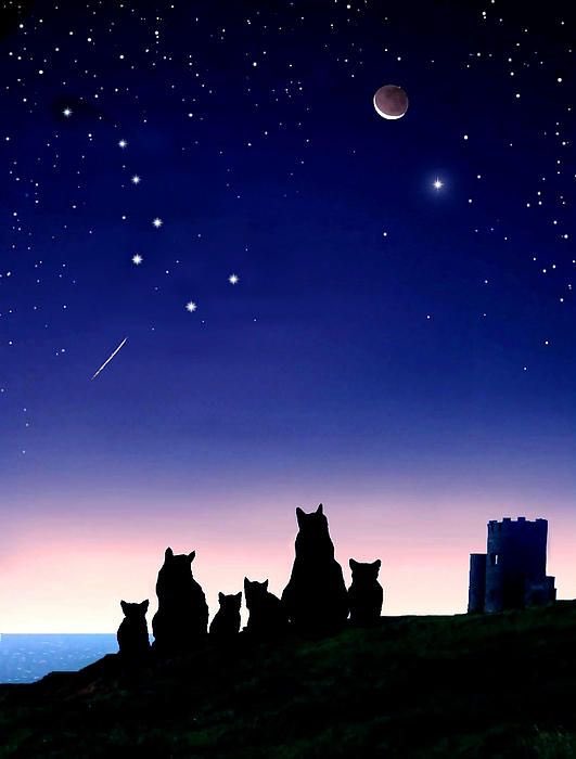😻🎈🌟🎈😸🎈😹 Even if we see them only once in our lifetime for a short while ... The stars 🌟 leave in all of us ... kittens &amp; humans alike the deep &amp; undelible impression that we live in a generous and unique universe where we all have our place of honour 🐾🐾🐾🐾