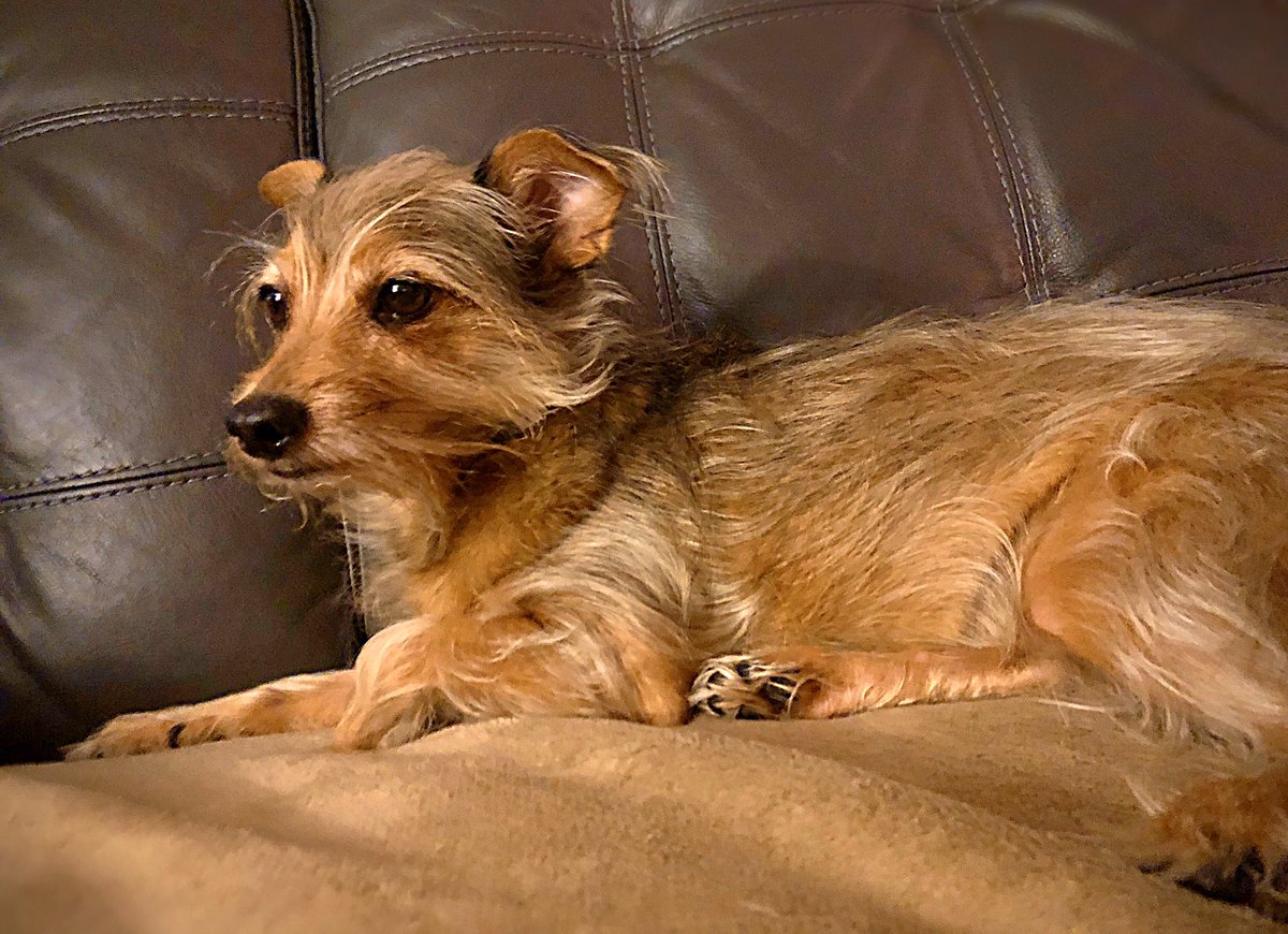 Ollie’s so freakin’ majestic just hanging out. Enigmatic, like a sphinx.