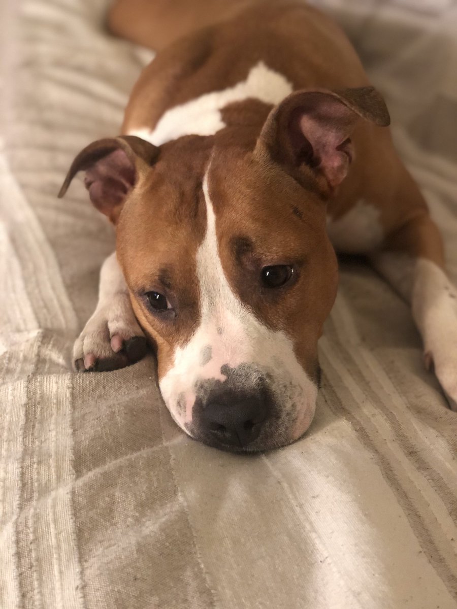 paolagorreri's tweet photo. Ma quanto sei bella Mia! #canemia #amstaff #amstaffitalia #mydog https://t.co/xmigtNeRlU