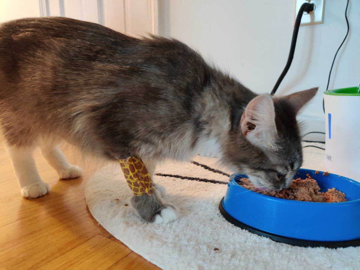 gerber chicken baby food cats