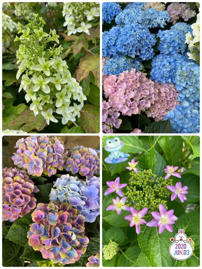 ぱぴこ誕生花言葉 Twitter Search Twitter