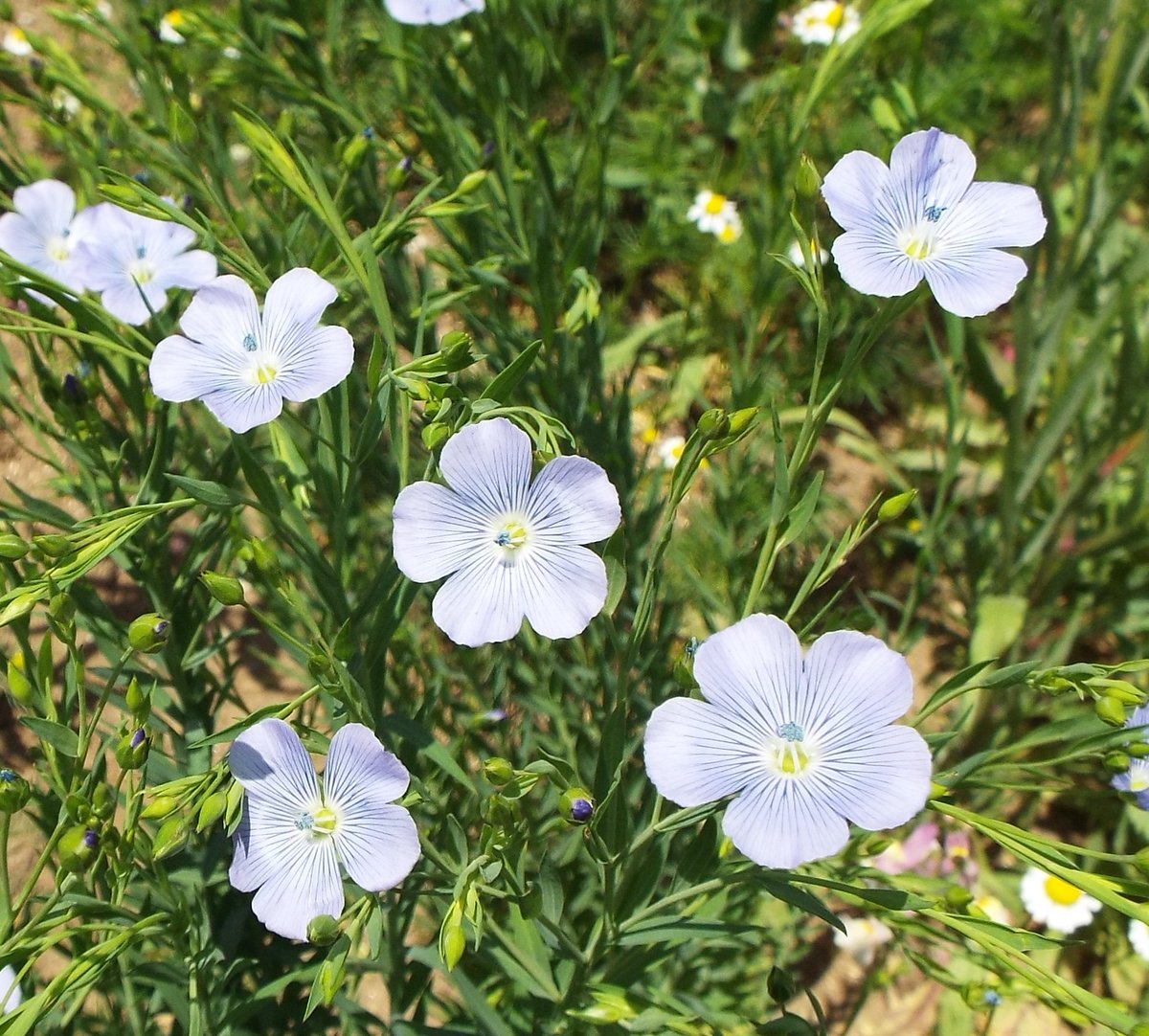 いりちゃん 花と月に魅せられて V Twitter きょう6月3日の誕生花 アマ この花は アマ科アマ属の春 秋まき一年草 多年草 別名 ヌメゴマ 滑胡麻 原産地 中央アジア他 花言葉 あなたの親切に感謝します 感謝 あなたの親切が身にしみる 単純 など